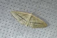 Idaea mediaria