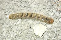 Lasiocampa quercus quercus