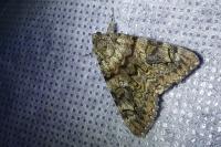 Catocala nymphagoga