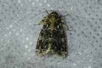 Callopistria latreillei