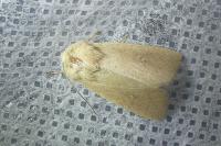 Mythimna sicula