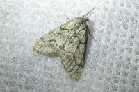 Tephronia sepiaria