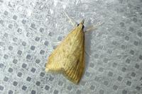 Udea ferrugalis