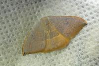 Watsonalla uncinula