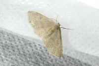 Idaea eugeniata