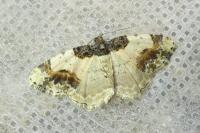 Ligdia adustata
