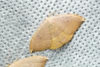 Watsonalla uncinula