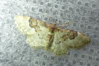 Idaea rusticata