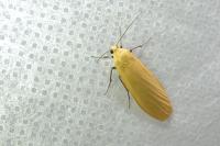 Wittia sororcula