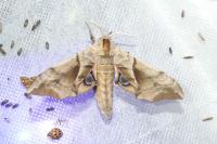 Smerinthus ocellatus ocellatus
