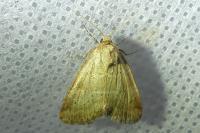 Photedes minima