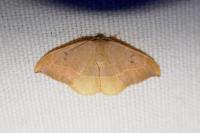 Watsonalla binaria