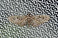 Eupithecia dodoneata