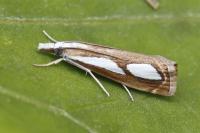 Catoptria mytilella