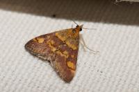 Pyrausta aurata