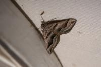 Scotopteryx peribolata