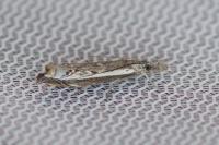 Platytes alpinella