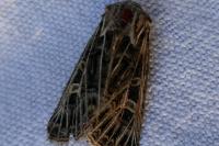 Tholera decimalis