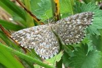 Scopula immorata