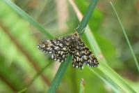 Chiasmia clathrata