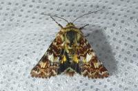 Anarta myrtilli