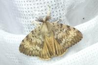 Lymantria dispar