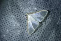 Palpita vitrealis
