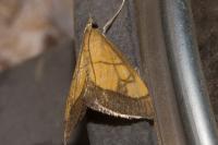 Evergestis limbata