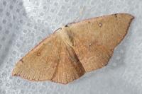 Cyclophora puppillaria