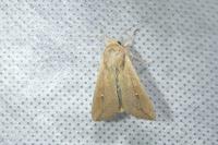 Mythimna unipuncta