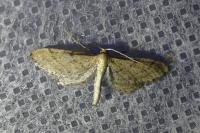 Idaea infirmaria