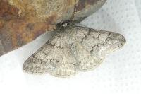 Pseudoterpna coronillaria