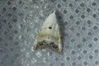 Nola infantula