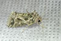 Thysanoplusia daubei