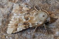 Eremobia ochroleuca