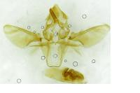 Acrobasis consociella