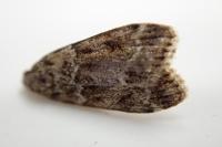 Eudonia mercurella