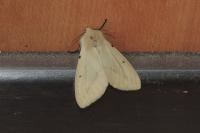 Spilarctia lutea