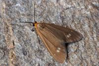 Dysauxes ancilla