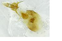 Sciota rhenella