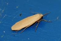 Wittia sororcula