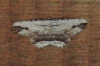 Menophra abruptaria