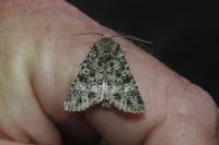 Polymixis lichenea