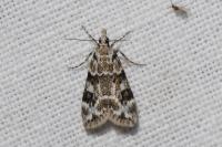 Eudonia delunella