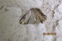 Axylia putris