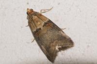 Acrobasis tumidana