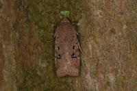 Conistra rubiginosa