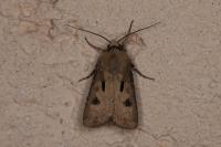 Agrotis exclamationis exclamationis