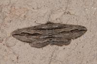 Ecleora solieraria