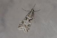 Eudonia angustea